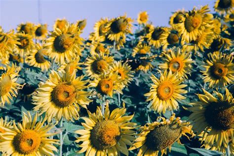 Premium Photo Popular Sunflowers Are Planted As Ornamental Plants Sunflowers Are Planted