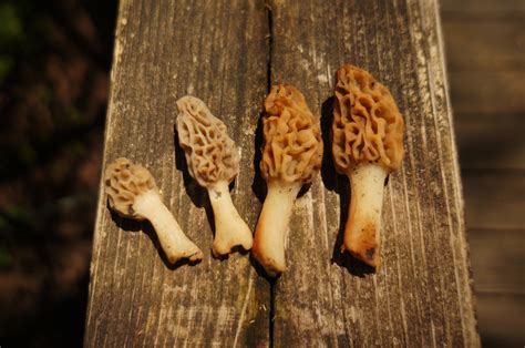 Where Do Your Morels Lie? | The Year of Mud