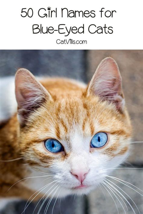 100 Beautiful Blue Eyed Cat Names Catvills In 2020 Cat With Blue