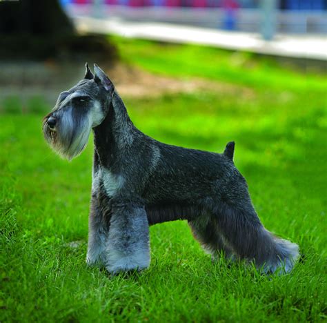 Top 10 Best Dog Food For Standard And Miniature Schnauzers In 2021