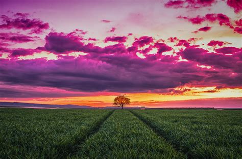 wallpaper sunset horizon field tree grass clouds 4738x3138 wallpaperup 988138 hd