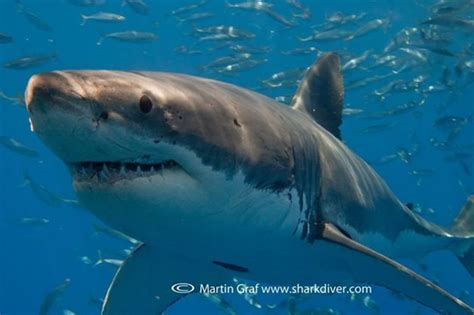 3 Shark Attacks In 2 Days At Vandenberg Afb Mens Journal