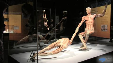Body Worlds And The Cycle Of Life Youtube