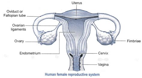 Draw A Labelled Diagram Of A Human Female Reproductive System Cbse