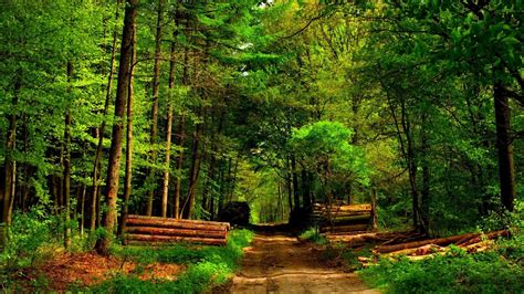 Wallpaper Id 654409 1080p Logs Forest Path Timber Nature And