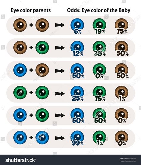 Child Probable Eyes Color Prediction Table Stock Vector 537267688
