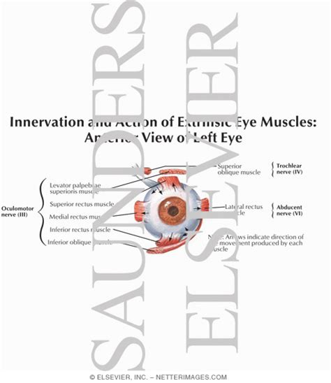 Innervation And Action Of Extrinsic Eye Muscles Anterior View Of Left Eye