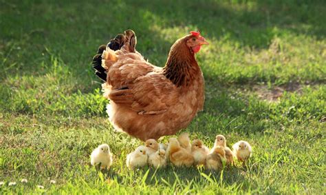 Bagaimana Membedakan Anak Ayam Jantan Dan Betina Koridor