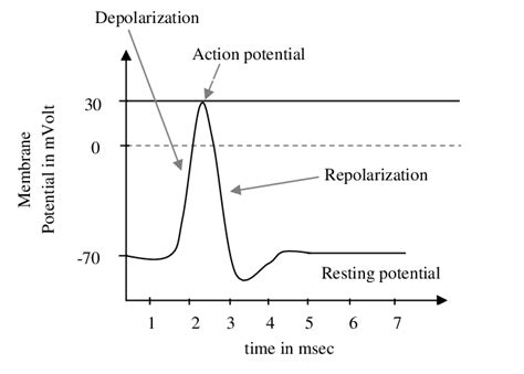 Action Potential Diagram