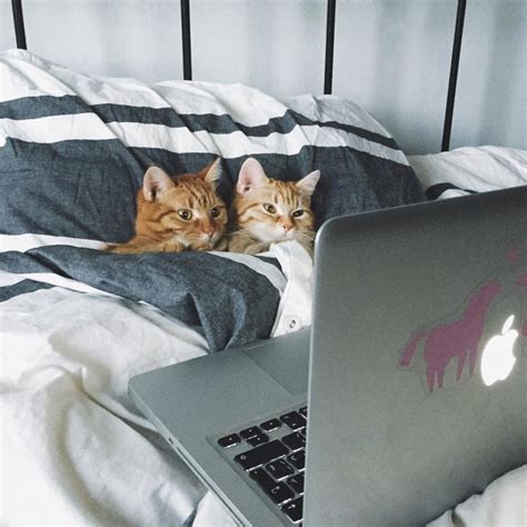 We did not find results for: Cute Cat Monday: Fatty & Skinny, the Inseparable Kitty ...