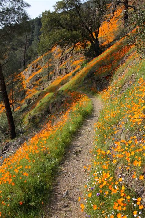 Wildflower Path Merced River Near Yosemite California Beautiful