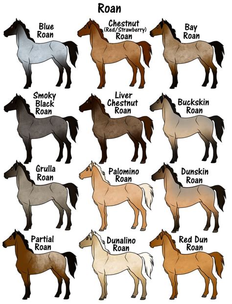 Roan By Flamestorm11 Horse Coat Colors Horse Color Chart Horse Drawings