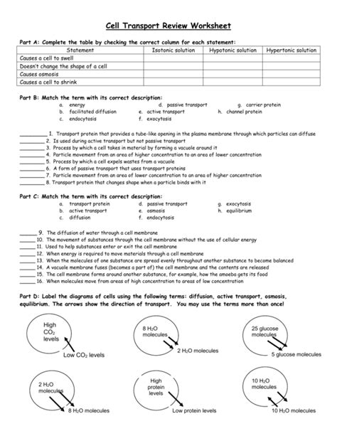 Cell Transport Review Worksheet Answers — Db