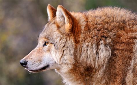 Wallpaper Wolf Profile Animal Predator Dog 1920x1200 Goodfon