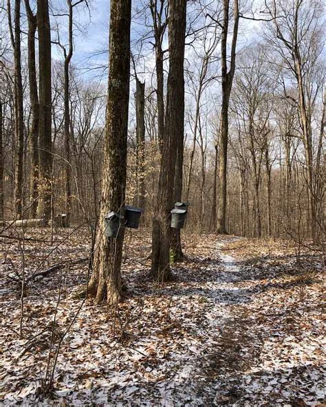 Maybe you would like to learn more about one of these? Hueston Woods State Park