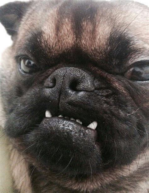How Do You Know A Pugs Smile From A Pugs Anger