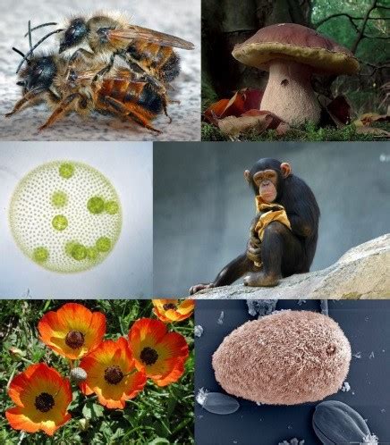 Ecosistemas Interacciones Entre Seres Vivos Factores Bioticos Y The