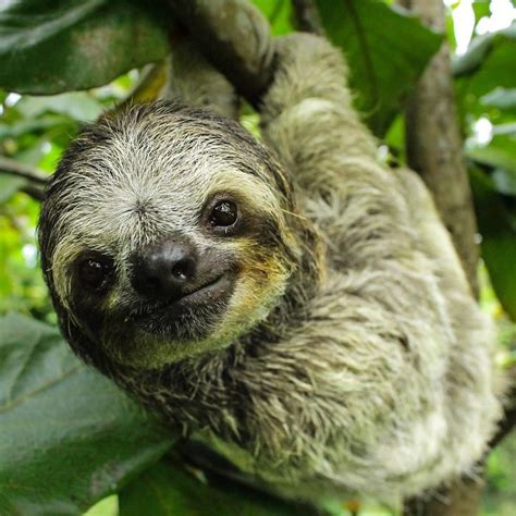 100 Unbearably Cute Sloth Pics To Celebrate The
