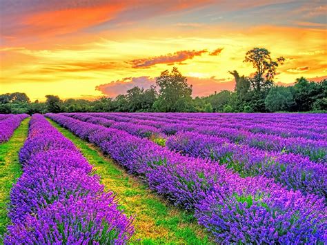 Sunset Over Lavender Fields By Paul Englefield Artfinder
