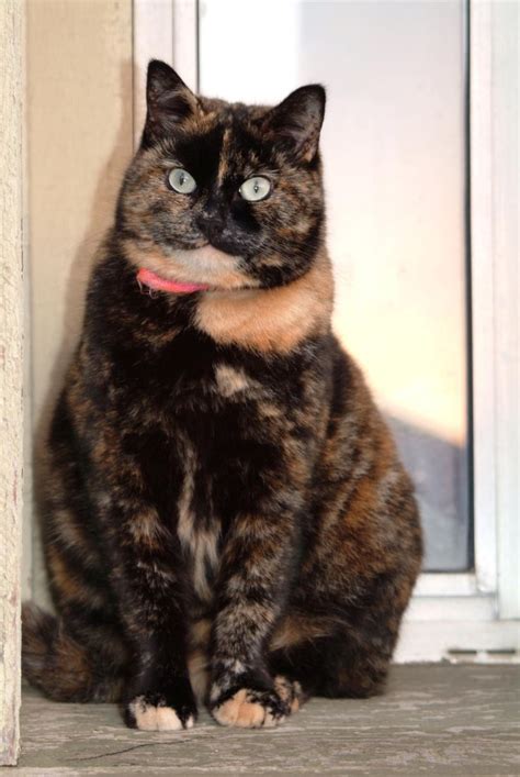 172 Best Images About Cats For Holly Our Tortoiseshell Cat On