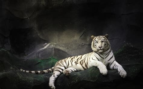 Customize your desktop, mobile phone and tablet with our wide variety of cool and interesting emoji wallpapers in just a few clicks! White Tiger Wallpaper Hd - WallpaperSafari