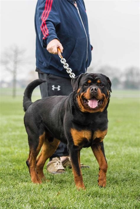 Visit us now to find your dog. German Rottweiler adoption FOR SALE ADOPTION from Johor ...