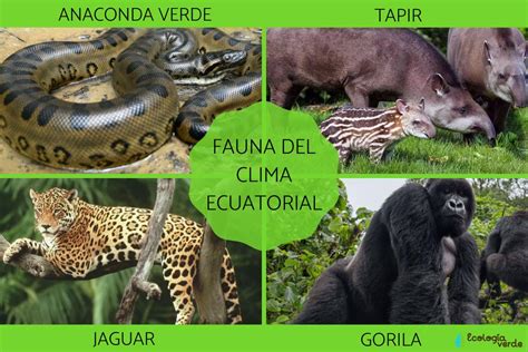Clima Ecuatorial Qué Es Características Flora Y Fauna ¡resumen