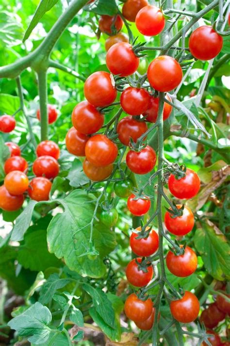 Growing Cherry Tomatoes In Pots Growing Cherry Tomatoes Cherry