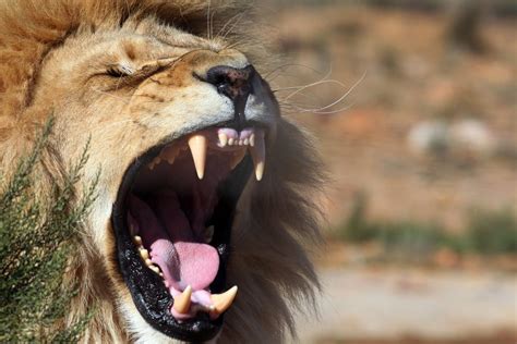 Le Lion Est Menacé De Disparition Dans De Nombreuses Régions Dafrique