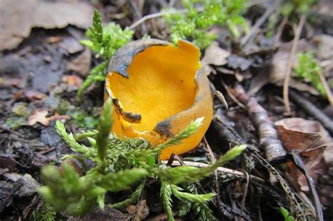 Intensely yellow fungi found on a rotting stump on my hike out yesterday. yellow fungus :) (2 photos) | Caloscypha fulgens, commonly ...