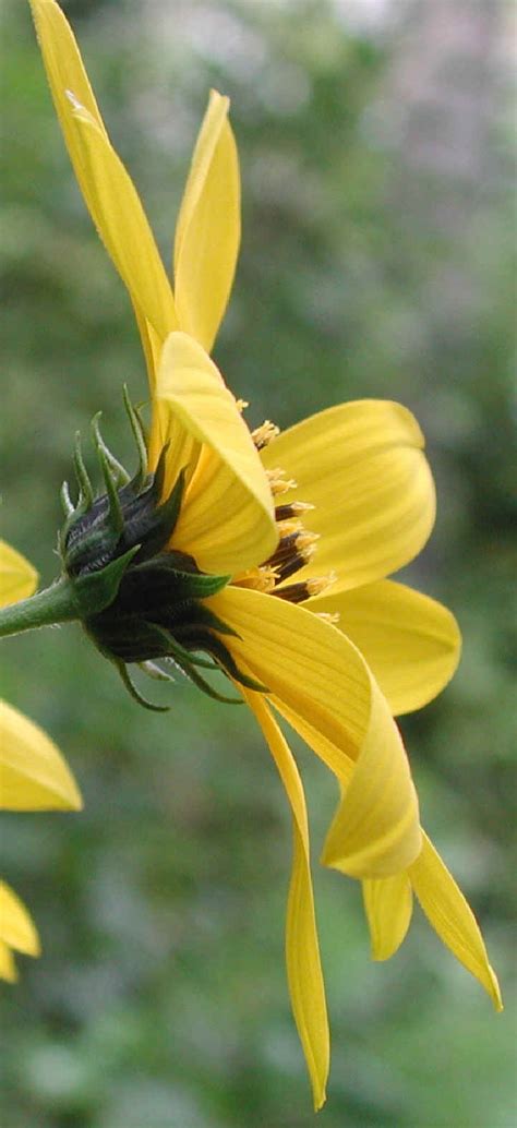 Sunflower Wild Helianthus Spp 13 Wild Flowers Of