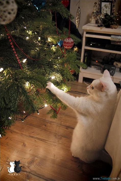 30 Gatos Que Ajuda A Decorar Arvore De Natal