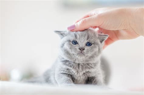 Ein geschwächter oder auch gestresster organismus kann keine ausreichende immunität gegen die krankheitserreger produzieren. 48 Best Images Wann Katzenbabys Entwurmen / Kitten ...