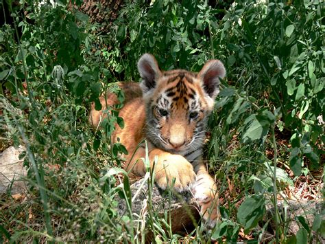 Tiger Cub In Undergrowth Free Stock Photo Public Domain Pictures