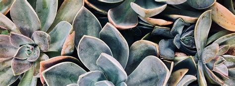 Commonly cultivated tropical american cactus having slender creeping stems and very large showy crimson flowers that bloom for several days. Succulents Plants For Sale Near Me - Best Succulent Ideas