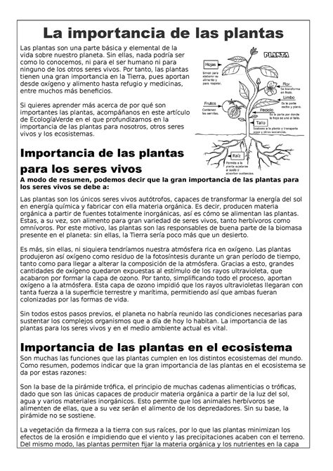 Importancia De Las Plantas La Importancia De Las Plantas Las Plantas