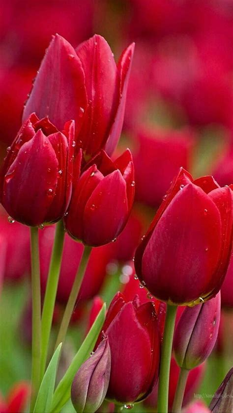 Beautiful Tulips Flowers Pictures Best Flower Site