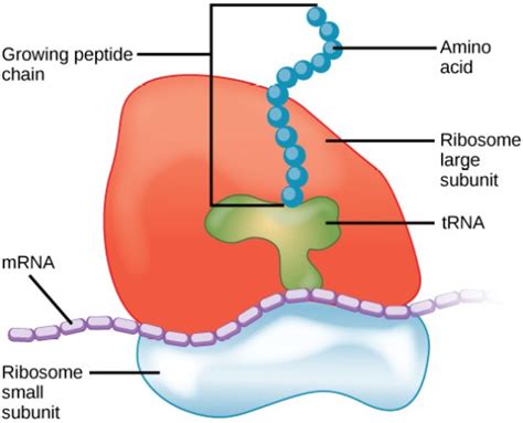 Difference Between Rrna And Ribosomes Compare The Difference Between