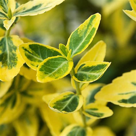 Euonymus Emerald N Gold Hedge Hedges Direct Uk