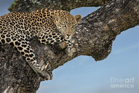 Leopard Moments South Africa Photograph By Sandra Bronstein Fine Art
