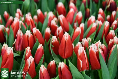 Canasta Tulip Jan De Wit En Zonen Bv