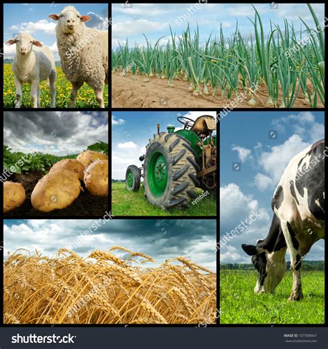 2697 Collage Animals Farm Images Stock Photos And Vectors Shutterstock