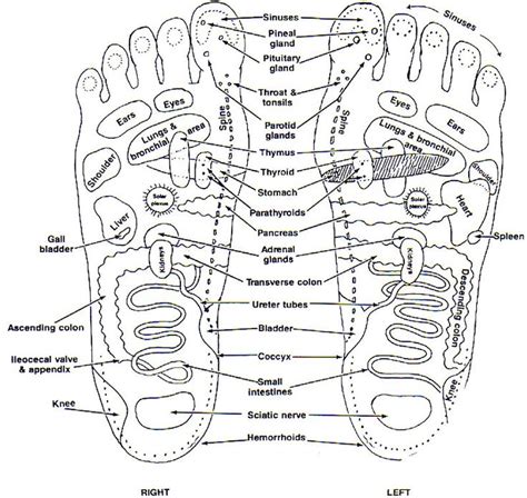 Reflexology Chart Healing Reflexology Chakra