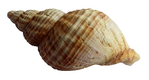 Sea Ocean Shell Png Image Purepng Free Transparent Cc0 Png Image