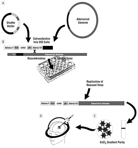 Adenovirus Mediated Gene Transfer To Treat Neurologic Disease