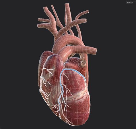 Human Heart Animation 3d Turbosquid 1353004