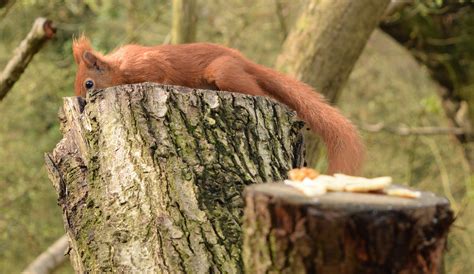 Red Squirrels On The Isle Of Wight Uk Together In Transit