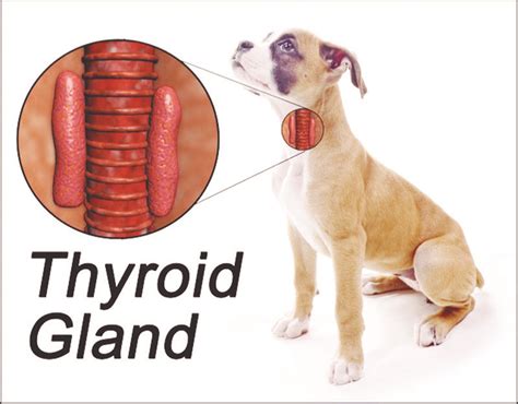 Proteccion Constituir Veterano Que Es El Hipotiroidismo En Perros