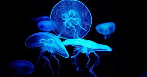 Sea Jellies The Incredible Survivors Of The Sea Flipscience Top