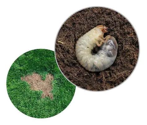 How To Get Rid Of Grubs Natural Ways To Kill Grub Worms American